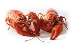 SFCR Program – Seafood Importer